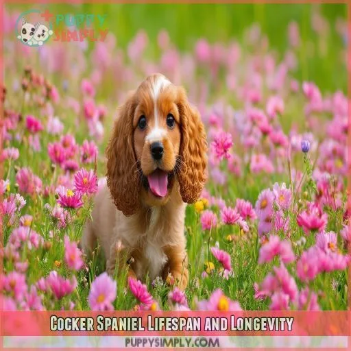 Cocker Spaniel Lifespan and Longevity
