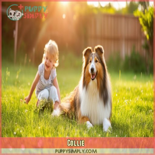 Collie