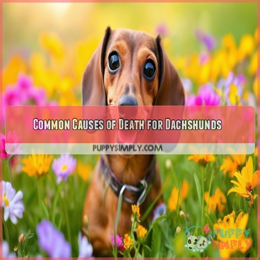 Common Causes of Death for Dachshunds