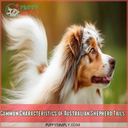 Common Characteristics of Australian Shepherd Tails