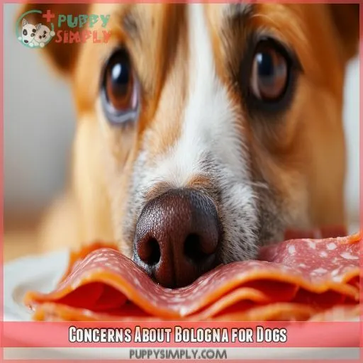 Concerns About Bologna for Dogs