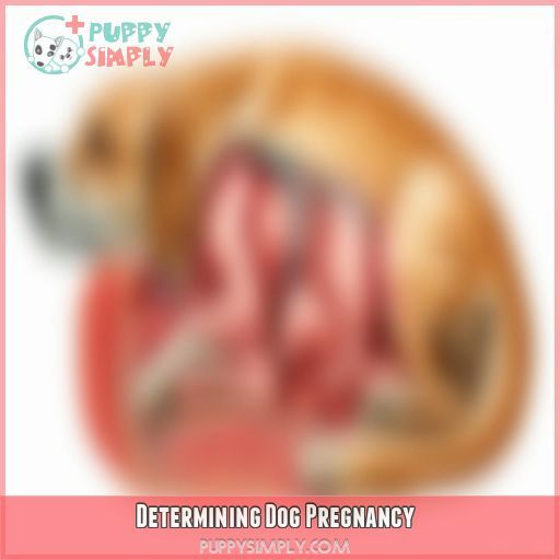 Determining Dog Pregnancy