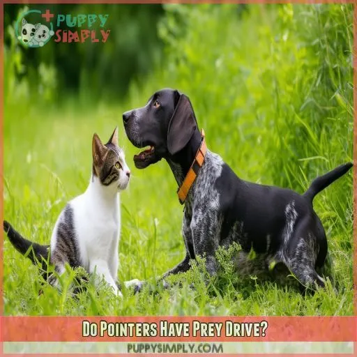 Do Pointers Have Prey Drive