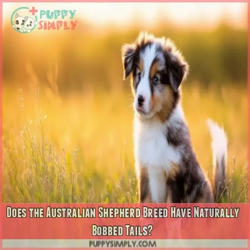 Does the Australian Shepherd Breed Have Naturally Bobbed Tails