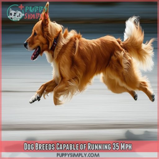 Dog Breeds Capable of Running 35 Mph