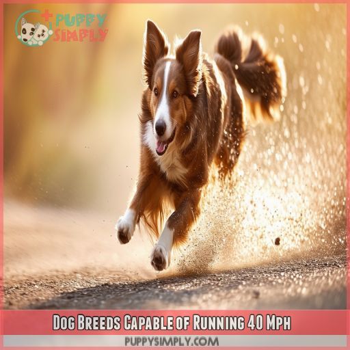 Dog Breeds Capable of Running 40 Mph