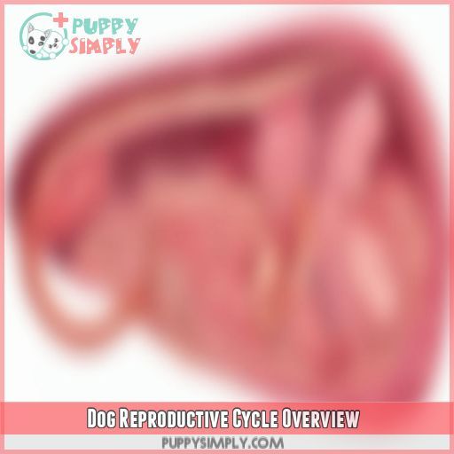Dog Reproductive Cycle Overview