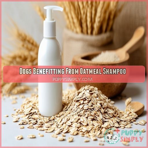 Dogs Benefitting From Oatmeal Shampoo