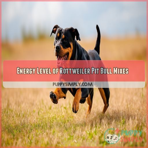 Energy Level of Rottweiler Pit Bull Mixes