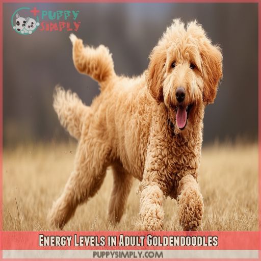 Energy Levels in Adult Goldendoodles