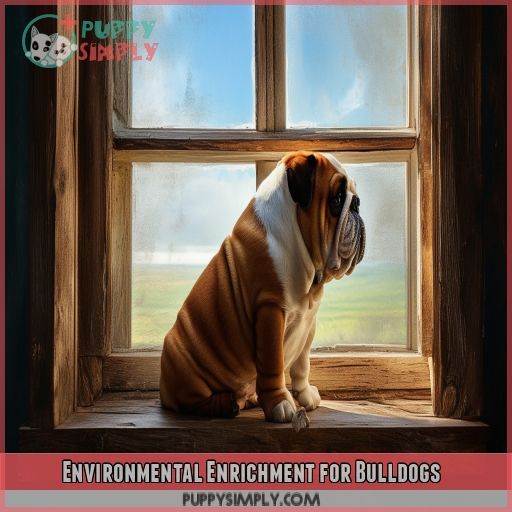 Environmental Enrichment for Bulldogs