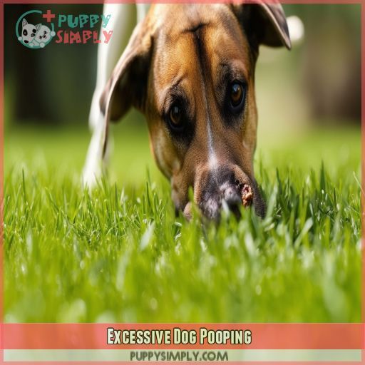 Excessive Dog Pooping