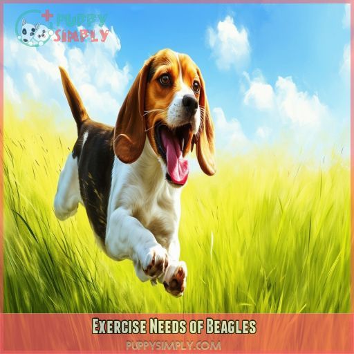 Exercise Needs of Beagles