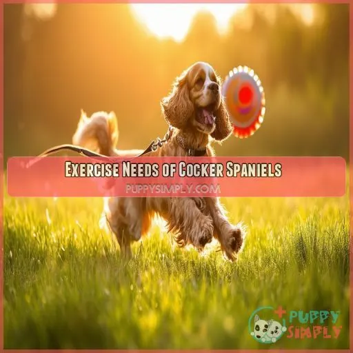 Exercise Needs of Cocker Spaniels