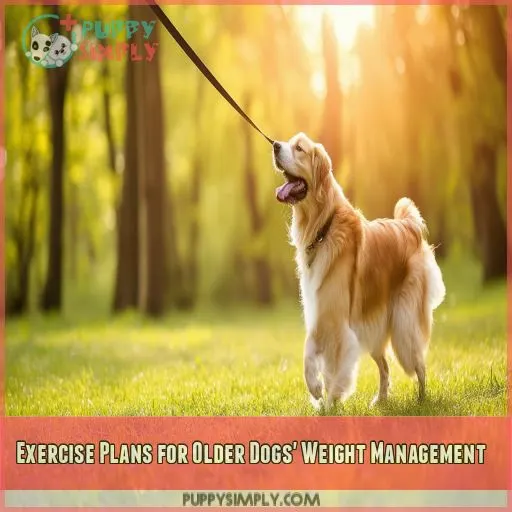 Exercise Plans for Older Dogs