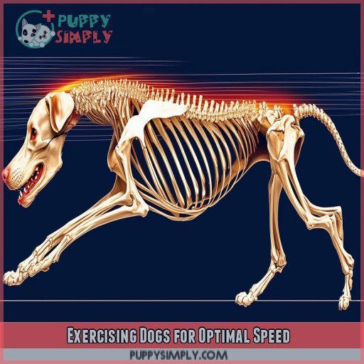 Exercising Dogs for Optimal Speed