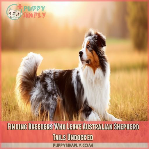 Finding Breeders Who Leave Australian Shepherd Tails Undocked Finding Breeders Who Leave Australian Shepherd Tails Undocked