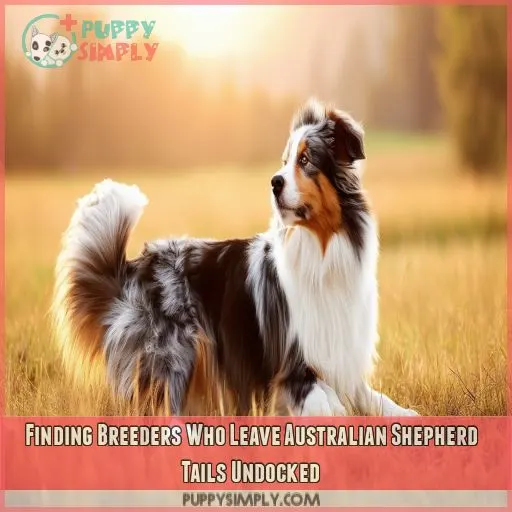 Finding Breeders Who Leave Australian Shepherd Tails Undocked