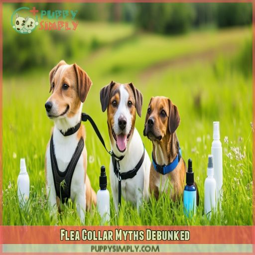 Flea Collar Myths Debunked