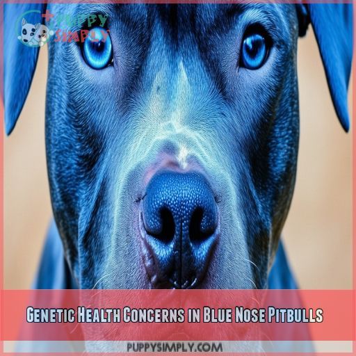 Genetic Health Concerns in Blue Nose Pitbulls