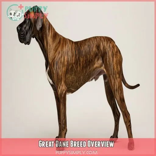 Great Dane Breed Overview