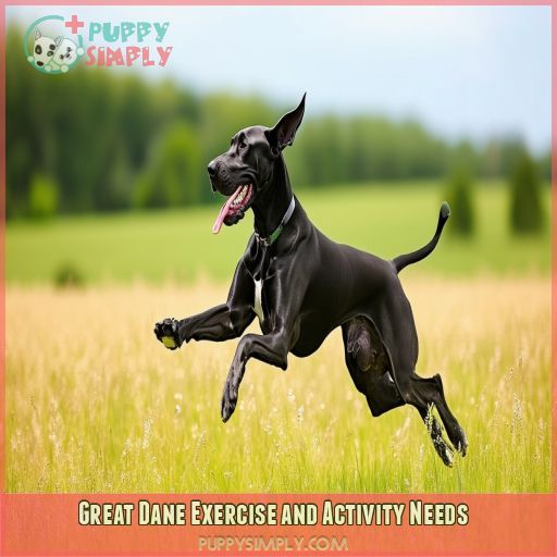 Great Dane Exercise and Activity Needs