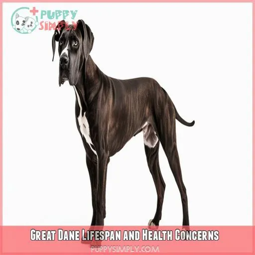 Great Dane Lifespan and Health Concerns