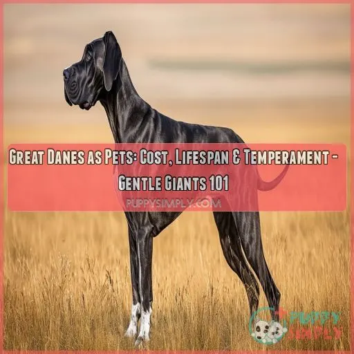 great danes as pets cost life expectancy and temperament