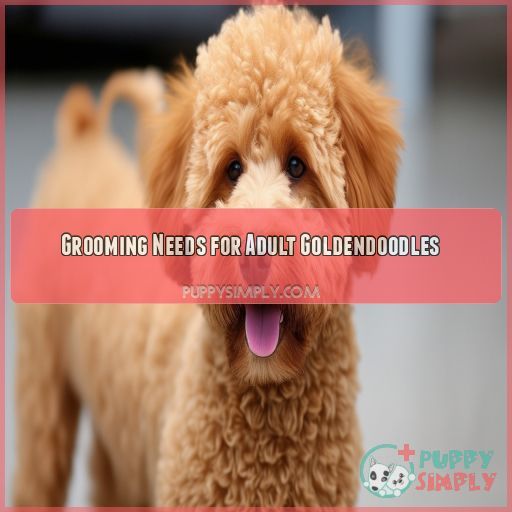 Grooming Needs for Adult Goldendoodles