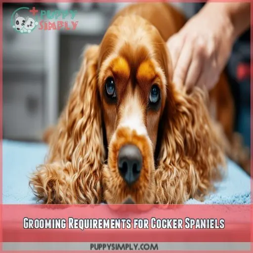 Grooming Requirements for Cocker Spaniels