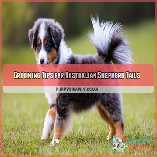 Grooming Tips for Australian Shepherd Tails Grooming Tips for Australian Shepherd Tails