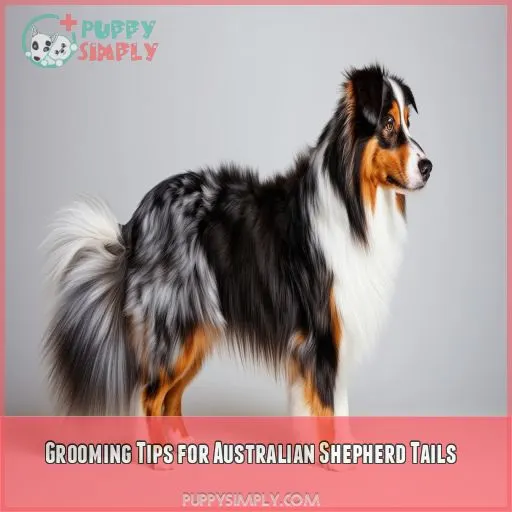 Grooming Tips for Australian Shepherd Tails