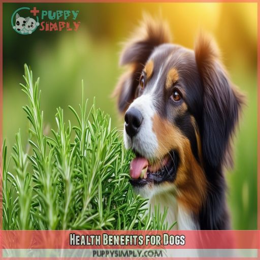 Health Benefits for Dogs