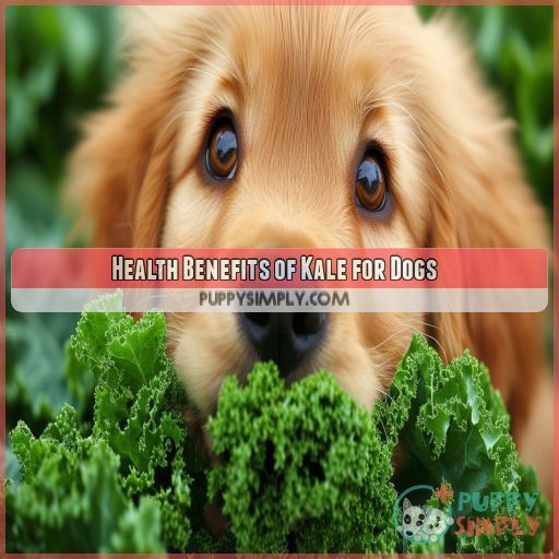 Health Benefits of Kale for Dogs