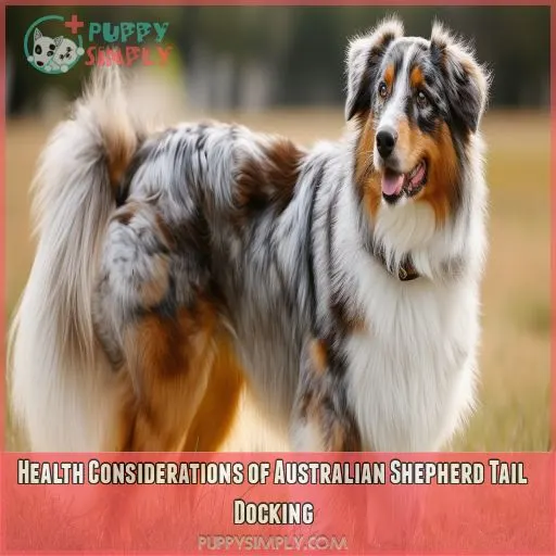 Health Considerations of Australian Shepherd Tail Docking