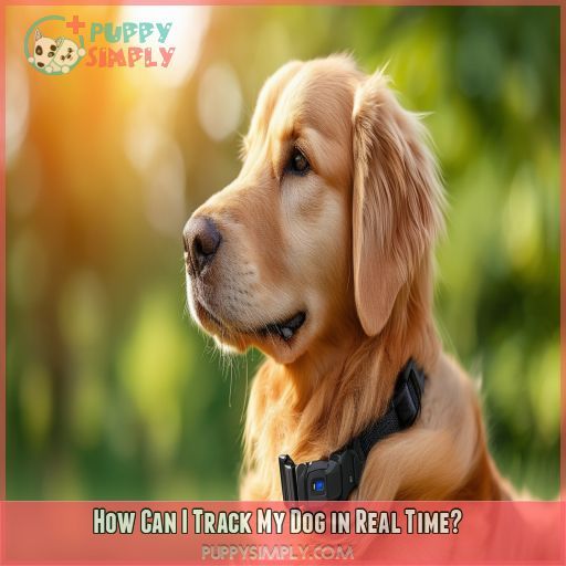How Can I Track My Dog in Real Time