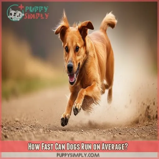 How Fast Can Dogs Run on Average