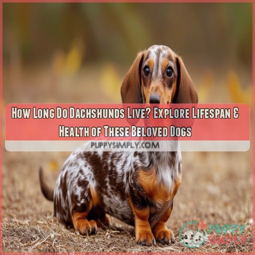 how long do dachshunds live