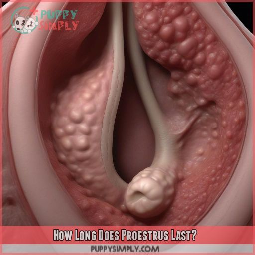 How Long Does Proestrus Last