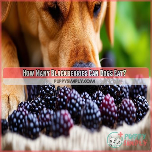 How Many Blackberries Can Dogs Eat