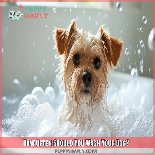 How Often Should You Wash Your Dog