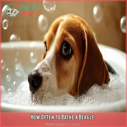 How Often to Bathe a Beagle