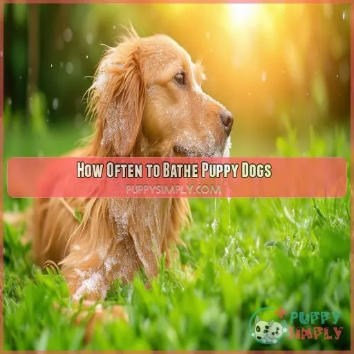 How Often to Bathe Puppy Dogs