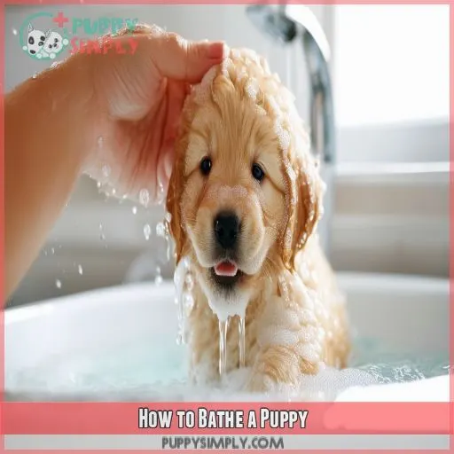 How to Bathe a Puppy