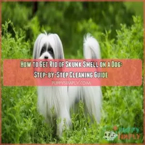 how to get rid of skunk smell on a dog