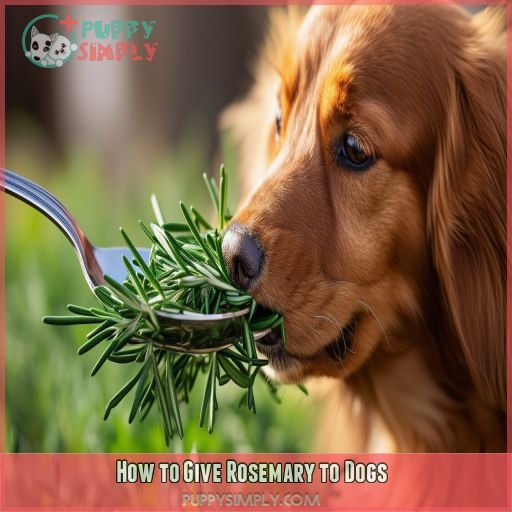 How to Give Rosemary to Dogs