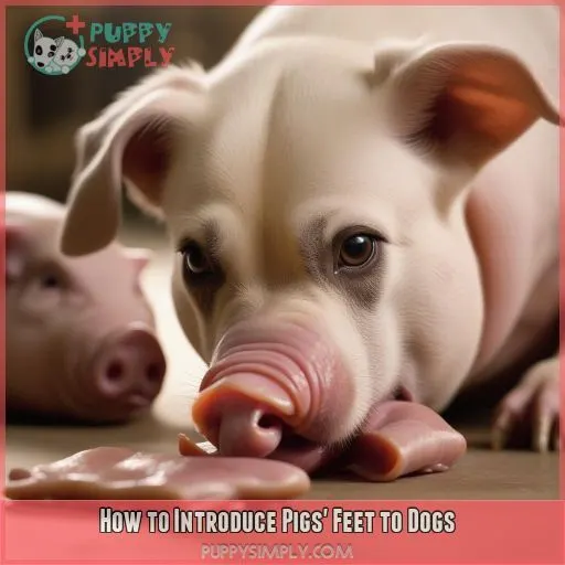 How to Introduce Pigs