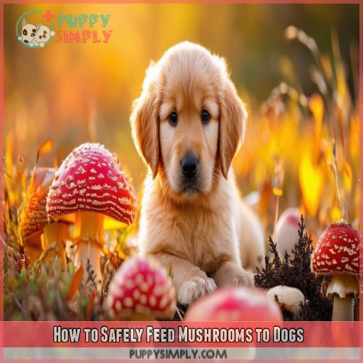 How to Safely Feed Mushrooms to Dogs
