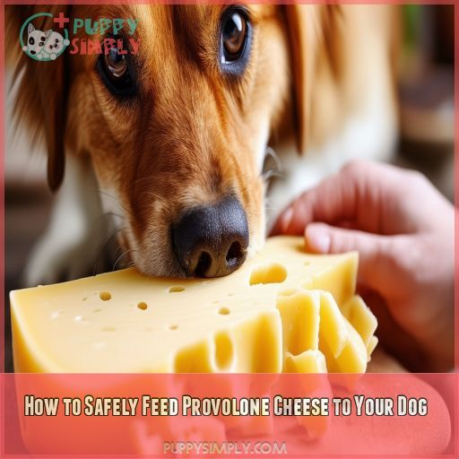 How to Safely Feed Provolone Cheese to Your Dog