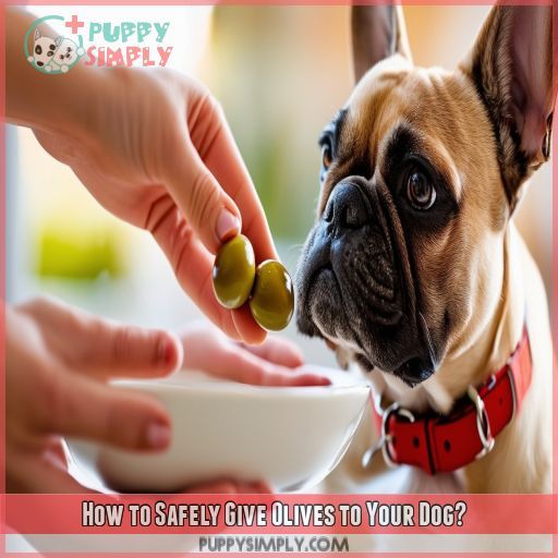 How to Safely Give Olives to Your Dog